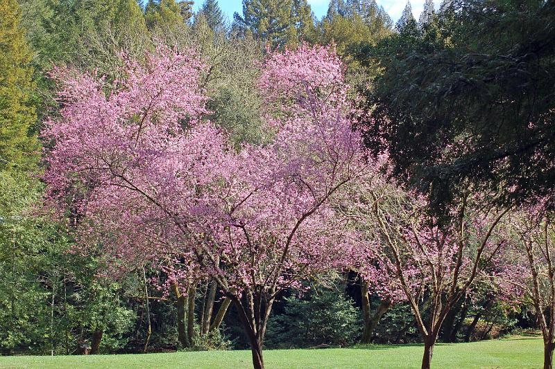 Blooms at Westminster Woods 1.jpg - Spring blossoms greet us, just outside the Dining Hall